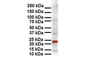 WB Suggested Anti-SOX2 antibody Titration: 1 ug/mL Sample Type: Human OVCAR-3 (SOX2 Antikörper  (N-Term))