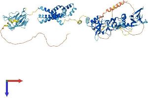 CNNM4 Protein (AA 1-775) (His tag)