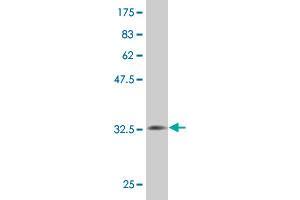Western Blotting (WB) image for anti-Membrane-Spanning 4-Domains, Subfamily A, Member 2 (Fc Fragment of IgE, High Affinity I, Receptor For, beta Polypeptide) (MS4A2) (AA 1-59) antibody (ABIN515553)