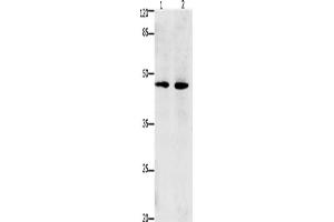 Western Blotting (WB) image for anti-Death-Associated Protein 3 (DAP3) antibody (ABIN2431249) (DAP3 Antikörper)