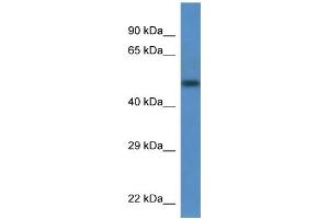 WB Suggested Anti-Tcn2 Antibody   Titration: 1.