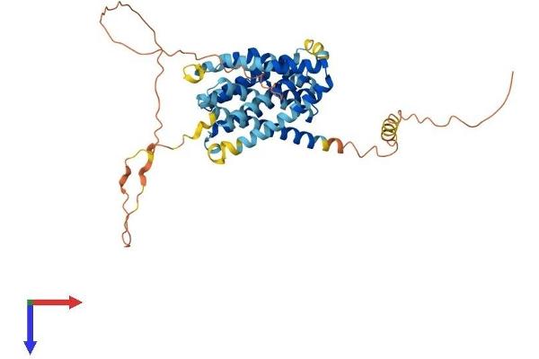 SLC10A4 Protein (AA 1-437) (His tag)