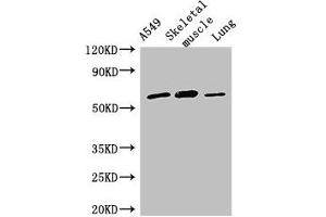 Western Blot Positive WB detected in: A549 whole cell lysate, Mouse skeletal muscle tissue, Rat lung tissue All lanes: AOAH antibody at 2. (AOAH Antikörper  (AA 180-254))