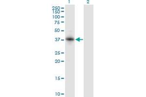Western Blot analysis of RNF150 expression in transfected 293T cell line by RNF150 monoclonal antibody (M01), clone 5D11.