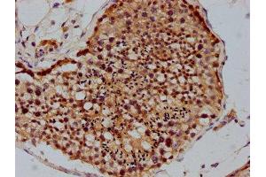 IHC image of ABIN7142212 diluted at 1:100 and staining in paraffin-embedded human testis tissue performed on a Leica BondTM system. (PSMD4/ASF Antikörper  (Regulatory Subunit 4))
