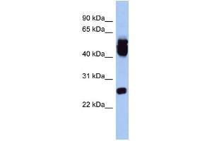 WB Suggested Anti-ERAS Antibody Titration: 0.