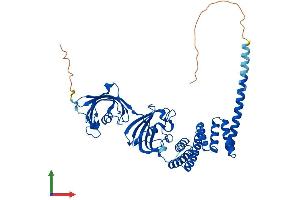 Protein Structure (PS) image for FK506 Binding Protein 4, 59kDa (FKBP4) (AA 1-459) protein (His tag) (ABIN7553922)