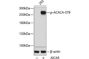 Western blot analysis of extracts from 293 cells using Phospho-ACACA(S79) Polyclonal Antibody. (Acetyl-CoA Carboxylase alpha Antikörper  (pSer79))