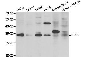 Western blot analysis of extracts of various cell lines, using PPIE antibody. (PPIE Antikörper)