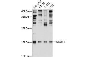 Western blot analysis of extracts of various cell lines, using GREM1 Antibody (ABIN6127963, ABIN6141382, ABIN6141383 and ABIN6215282) at 1:1000 dilution. (GREM1 Antikörper  (AA 44-143))