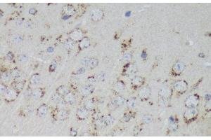 Immunohistochemistry of paraffin-embedded Mouse brain using PSAP Polyclonal Antibody at dilution of 1:200 (40x lens). (Prosaposin Antikörper)
