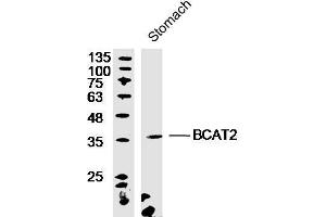Mouse stomach lysates probed with Rabbit Anti-BCAT2 Polyclonal Antibody, Unconjugated  at 1:300 overnight at 4˚C.