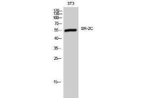 Western Blotting (WB) image for anti-5-Hydroxytryptamine (serotonin) Receptor 2C (HTR2C) (Internal Region) antibody (ABIN3180888)