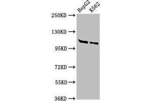 Western Blot Positive WB detected in: HepG2 whole cell lysate, K562 whole cell lysate All lanes: HLTF antibody at 3 μg/mL Secondary Goat polyclonal to rabbit IgG at 1/50000 dilution Predicted band size: 114, 100 kDa Observed band size: 114 kDa (HLTF Antikörper  (AA 332-476))
