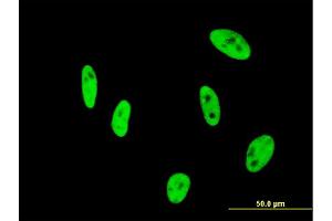 Immunofluorescence (IF) image for anti-Nudix (Nucleoside Diphosphate Linked Moiety X)-Type Motif 21 (NUDT21) (AA 1-227) antibody (ABIN524443)