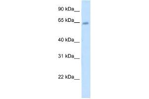 STS antibody used at 5 ug/ml to detect target protein. (STS Antikörper)