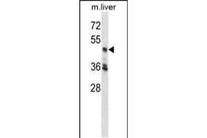 Western blot analysis in mouse liver tissue lysates (35ug/lane). (CDK18 Antikörper  (C-Term))