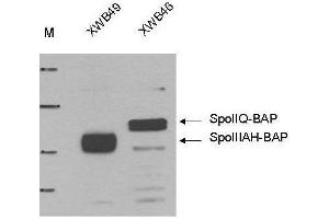 Western blot using  Anti-Biotin Ligase Epitope Tag antibody shows detection of the BLT Ligase Target in lysates of whole cell Bacillus subtilis strains producing either BAP-tagged (Biotin-Acceptor Peptide-tagged) SpoIIIAH (XWB49) (~ 25 kDa) or BAP-tagged SpoIIQ (XWB46) (~33 kDa).