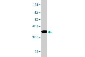 Western Blot detection against Immunogen (36. (SMARCD3 Antikörper  (AA 385-483))