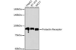 Western blot analysis of extracts of various cell lines, using Prolactin Receptor Rabbit mAb (ABIN1682845, ABIN3018570, ABIN3018571 and ABIN7101628) at 1:500 dilution. (Prolactin Receptor Antikörper)