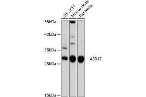 Western blot analysis of extracts of various cell lines, using  antibody (ABIN7265607) at 1:1000 dilution. (ASB17 Antikörper  (AA 30-130))