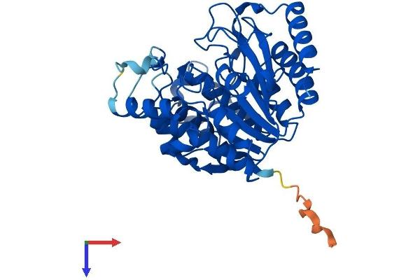 HDAC8 Protein (AA 1-377) (His tag)