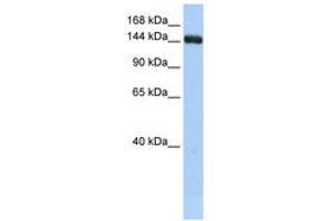 Image no. 1 for anti-UDP-Glucose Glycoprotein Glucosyltransferase 2 (UGT2) (C-Term) antibody (ABIN6741047) (UGCGL2 Antikörper  (C-Term))