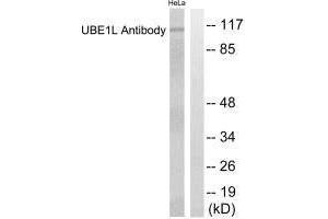Western blot analysis of extracts from HeLa cells, using UBE1L antibody. (UBA7 Antikörper  (C-Term))