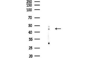 anti-Tripartite Motif Containing 11 (TRIM11) (N-Term) antibody