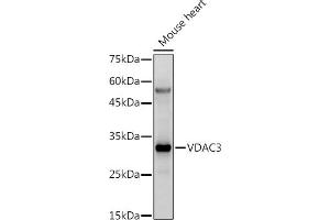 Western blot analysis of extracts of Mouse heart, using VD antibody (ABIN6130775, ABIN6150077, ABIN6150078 and ABIN6214830) at 1:500 dilution. (VDAC3 Antikörper  (AA 1-283))