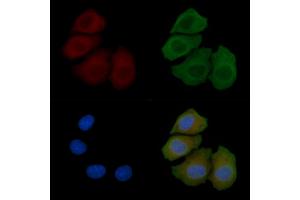 ABIN7094200 and ABIN7098246 staining Hela cells(45 min of heat-shock) by IF/ICC. (PROCR Antikörper  (Internal Region))