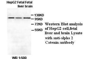Image no. 1 for anti-Catenin (Cadherin-Associated Protein), alpha 2 (CTNNA2) antibody (ABIN6583527) (CTNNA2 Antikörper)