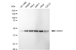Western blotting analysis using AHSA1 antibody (ABIN7797487).