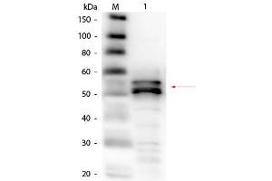 Western Blot of Goat anti-Fibrinogen Antibody (Human Plasma) Biotin Conjugated. (Fibrinogen Antikörper  (Biotin))