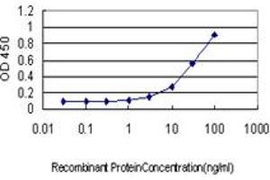 Detection limit for recombinant GST tagged RAD17 is approximately 1ng/ml as a capture antibody. (RAD17 Antikörper  (AA 1-110))