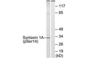 Western blot analysis of extracts from 293 cells, using Syntaxin 1A (Phospho-Ser14) Antibody. (STX1A Antikörper  (pSer14))