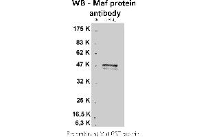 Image no. 1 for anti-V-Maf Musculoaponeurotic Fibrosarcoma Oncogene Homolog (Avian) (MAF) antibody (ABIN346927) (MAF Antikörper)