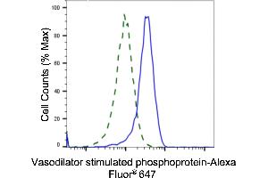 Validation of Vasodilator stimulated phosphoprotein knockdown using flow cytometry. (Rekombinanter VASP Antikörper)