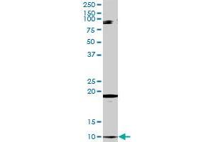 CLPS MaxPab rabbit polyclonal antibody. (CLPS Antikörper  (AA 1-112))