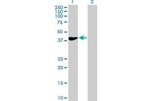 Western Blot analysis of HEMK1 expression in transfected 293T cell line by HEMK1 MaxPab polyclonal antibody. (HEMK1 Antikörper  (AA 1-338))