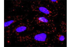 Proximity Ligation Analysis of protein-protein interactions between APPL1 and AKT1. (AKT1 Antikörper  (AA 381-480))