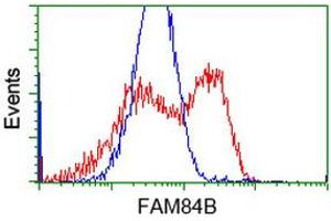 HEK293T cells transfected with either RC207996 overexpress plasmid (Red) or empty vector control plasmid (Blue) were immunostained by anti-FAM84B antibody (ABIN2453027), and then analyzed by flow cytometry. (FAM84B Antikörper)