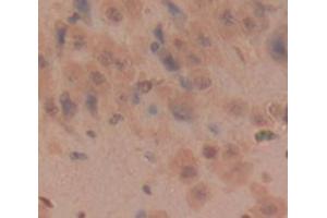 IHC-P analysis of Rat Tissue, with DAB staining. (Kallikrein 6 Antikörper  (AA 26-261))