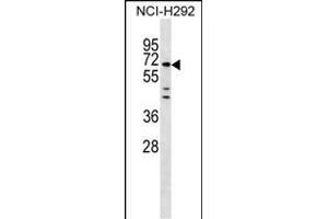 MIER3 Antibody (Center) (ABIN1538243 and ABIN2849902) western blot analysis in NCI- cell line lysates (35 μg/lane). (MIER3 Antikörper  (AA 284-312))