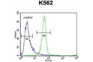 ANR52 Antibody (N-term) flow cytometric analysis of K562 cells (right histogram) compared to a negative control cell (left histogram). (ANKRD52 Antikörper  (N-Term))