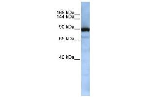 XPOT antibody used at 1 ug/ml to detect target protein.