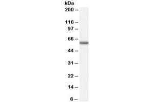 Western blot testing of human peripheral blood mononucleocyte lysate with GNRHR antibody at 0. (GNRHR Antikörper)