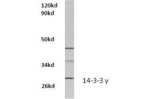 Western blot analysis of 14-3-3 gamma Antibody  in extracts from Hela cells at 1/500 dilution. (14-3-3 gamma Antikörper)