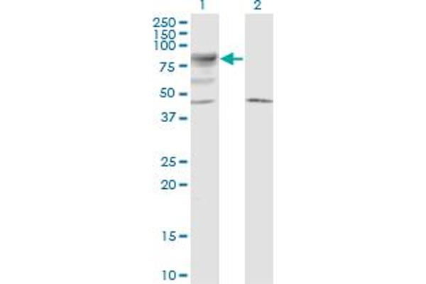 LRRN2 Antikörper  (AA 532-630)