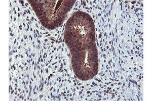 Image no. 3 for anti-Arginyl Aminopeptidase (Aminopeptidase B) (RNPEP) antibody (ABIN1500729) (RNPEP Antikörper)